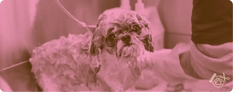 pet shop em Terra Preta, banho e tosa em Mairiporã, ração para cães e gatos, ração para aves