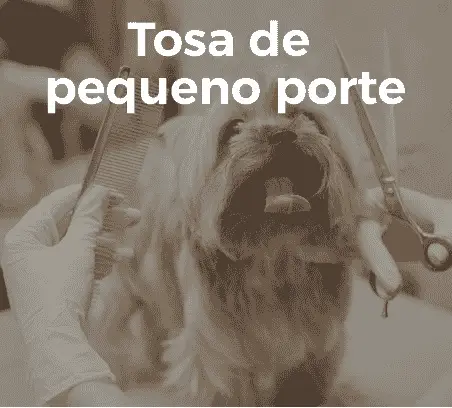 o que fazer para melhorar o pelo do cachorro?, qual a melhor ração para filhote de cachorro?, como deixar meu gato mais saudável?, onde encontrar banho e tosa em terra preta mairiporã?, qual a melhor forma de cuidar do pet no calor?, banho e tosa: com que frequência devo levar meu cachorro?, como escolher a ração ideal para meu cachorro?, o que meu papagaio pode comer além de ração?, qual a diferença entre ração premium e ração comum?, como evitar pulgas e carrapatos em cães e gatos?