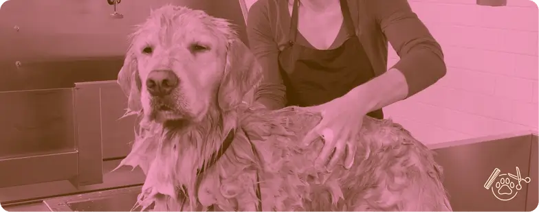 pet shop em Terra Preta, banho e tosa em Mairiporã, ração para cães e gatos, ração para aves