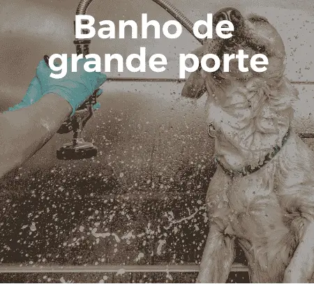 o que fazer para melhorar o pelo do cachorro?, qual a melhor ração para filhote de cachorro?, como deixar meu gato mais saudável?, onde encontrar banho e tosa em terra preta mairiporã?, qual a melhor forma de cuidar do pet no calor?, banho e tosa: com que frequência devo levar meu cachorro?, como escolher a ração ideal para meu cachorro?, o que meu papagaio pode comer além de ração?, qual a diferença entre ração premium e ração comum?, como evitar pulgas e carrapatos em cães e gatos?