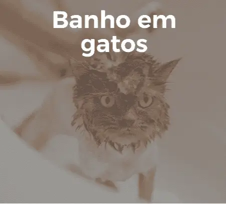 o que fazer para melhorar o pelo do cachorro?, qual a melhor ração para filhote de cachorro?, como deixar meu gato mais saudável?, onde encontrar banho e tosa em terra preta mairiporã?, qual a melhor forma de cuidar do pet no calor?, banho e tosa: com que frequência devo levar meu cachorro?, como escolher a ração ideal para meu cachorro?, o que meu papagaio pode comer além de ração?, qual a diferença entre ração premium e ração comum?, como evitar pulgas e carrapatos em cães e gatos?